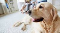 Pet Stain & Odor Removal